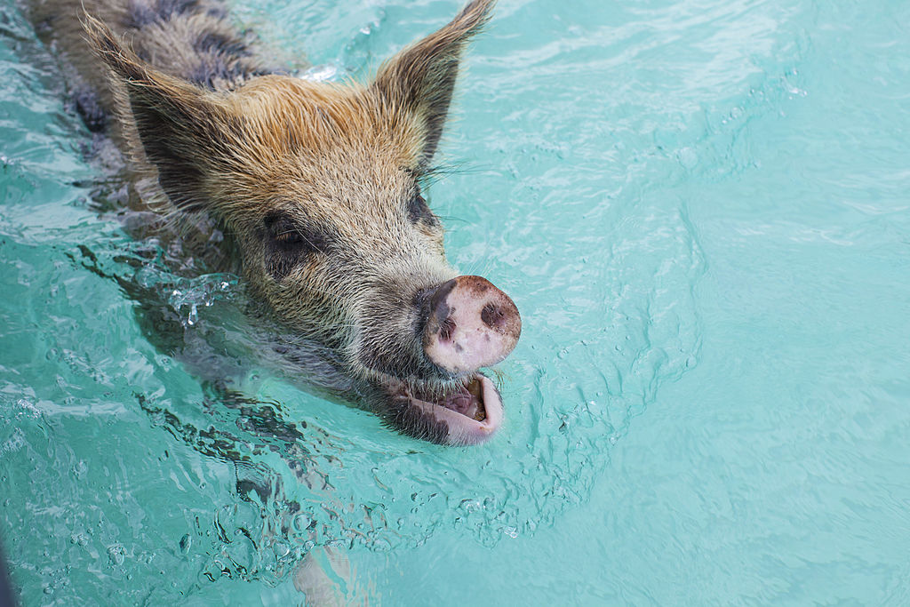 a pig swimming in the ocean
