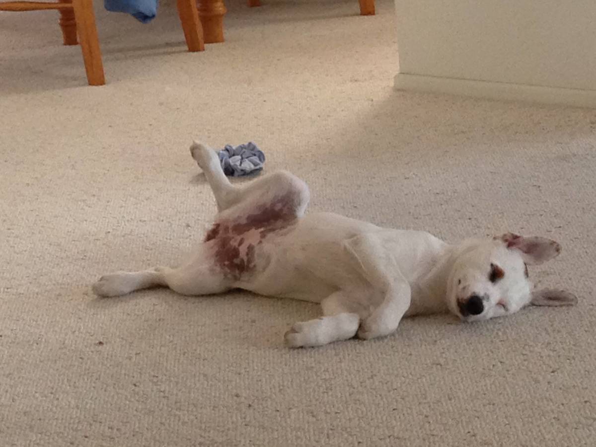 dog on the floor