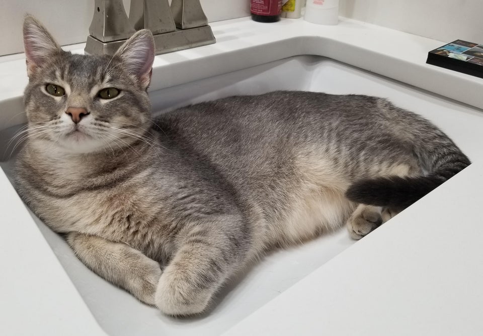 cat in the sink 
