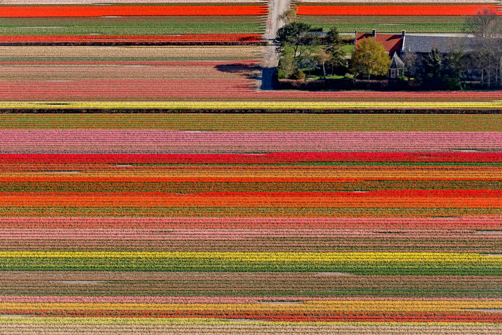 an aerial view of a tulip field and a house in the netherlands