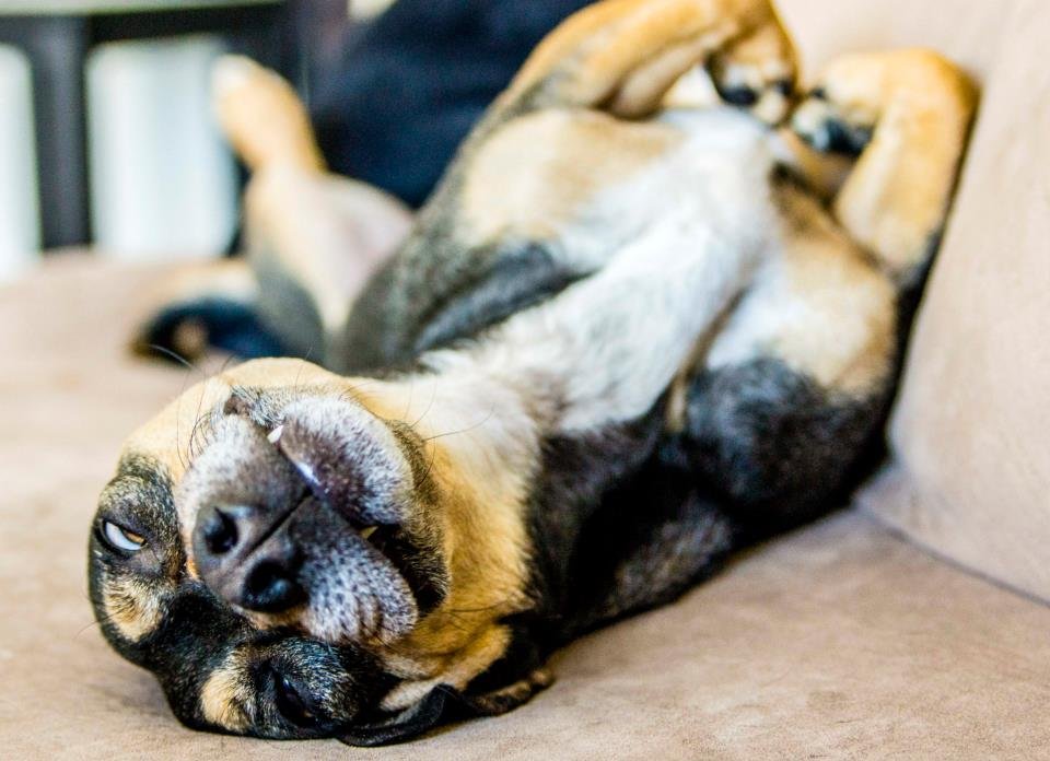 dog chilling on the couch