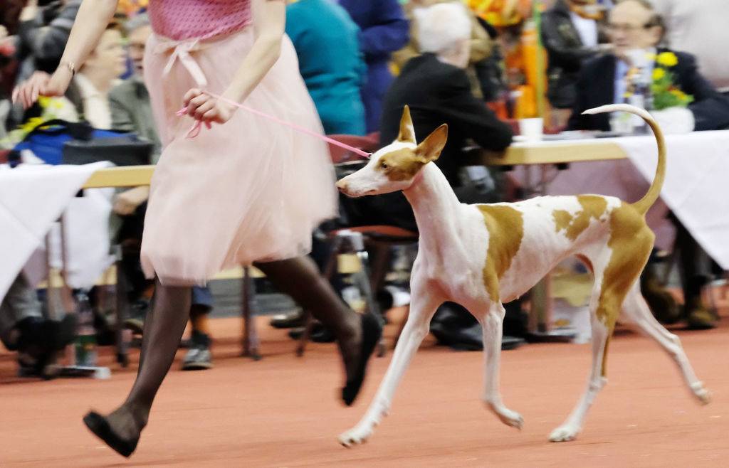 An Ibizan Hound runs next to its owner in a dog contest.