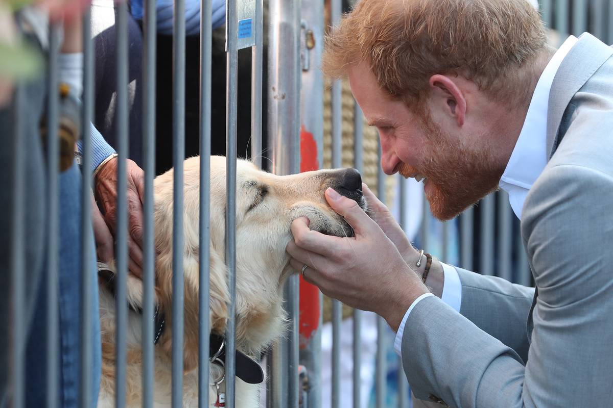prince harry petting dog