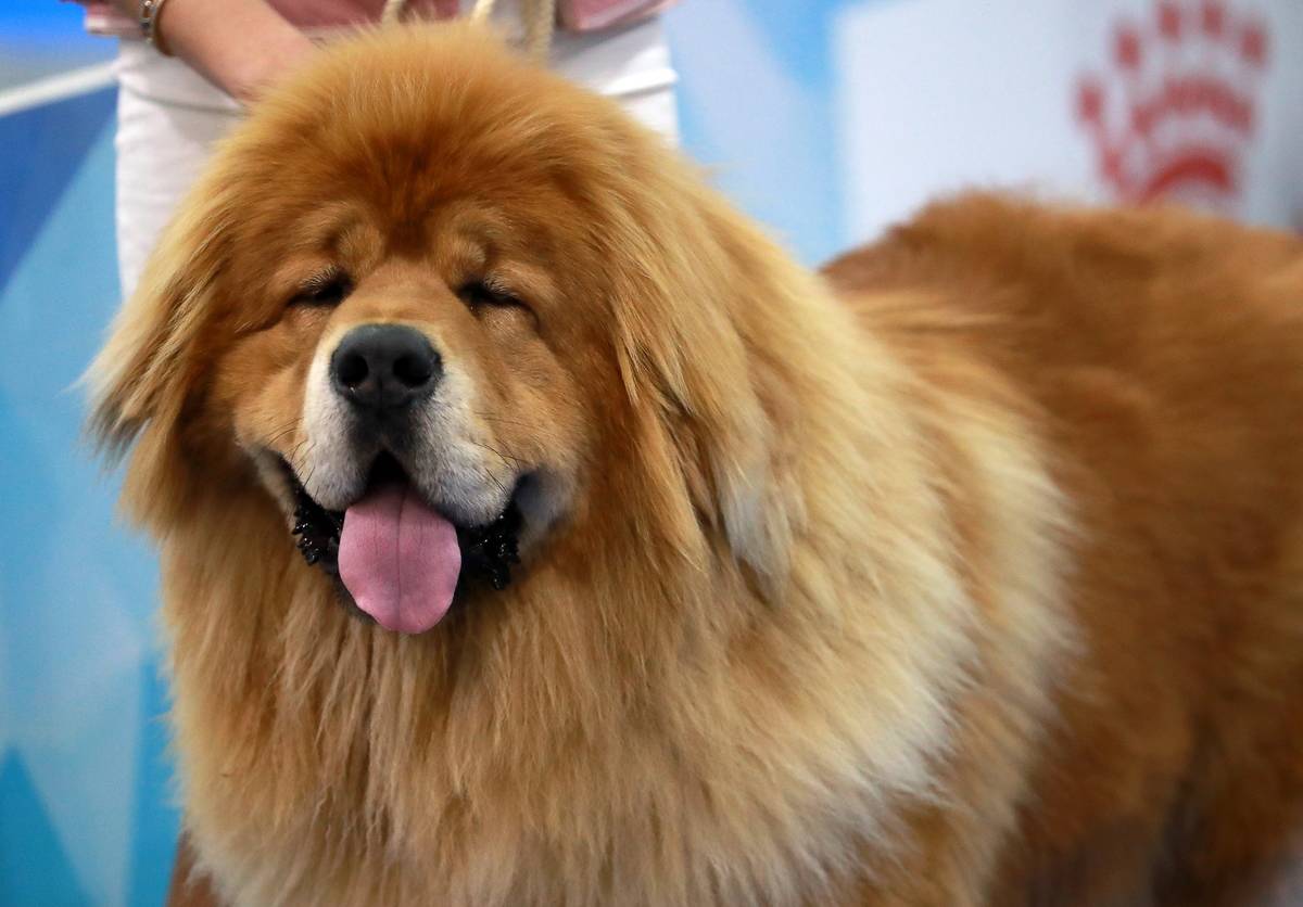 Tibetan Mastiffs Are Known As Guardian Dogs