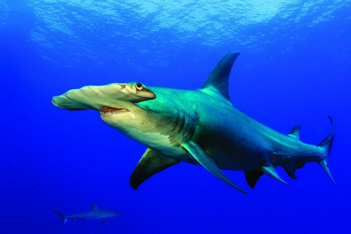 GettyImages-108aGreat Hammerhead Shark813081