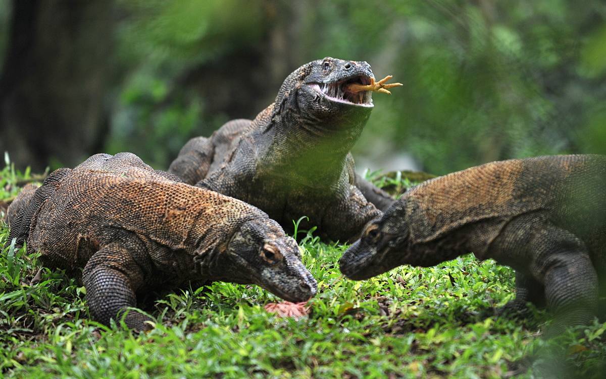 komodo dragon