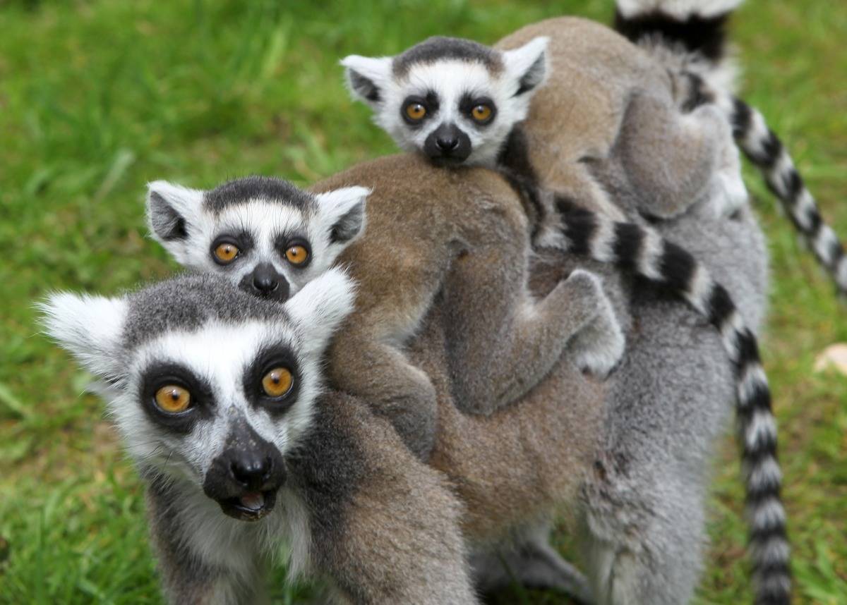 ring tailed lemurs