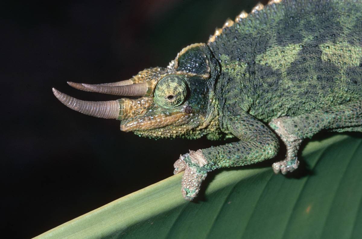 Jackson's chameleon