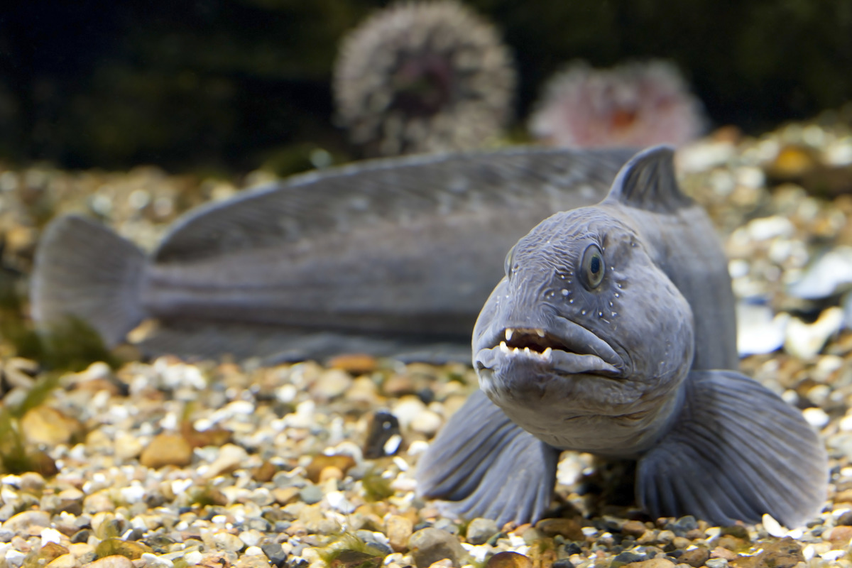 Atlantic Wolffish