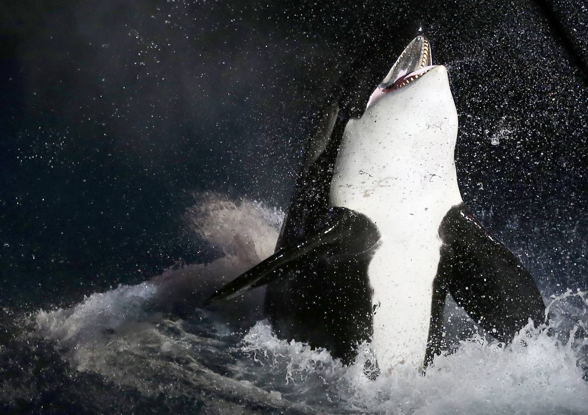 killer whale