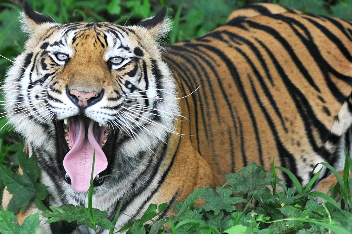 bengal tiger
