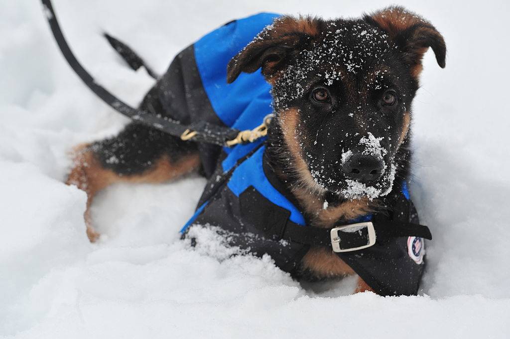 Some Breeds Are Better Than Others