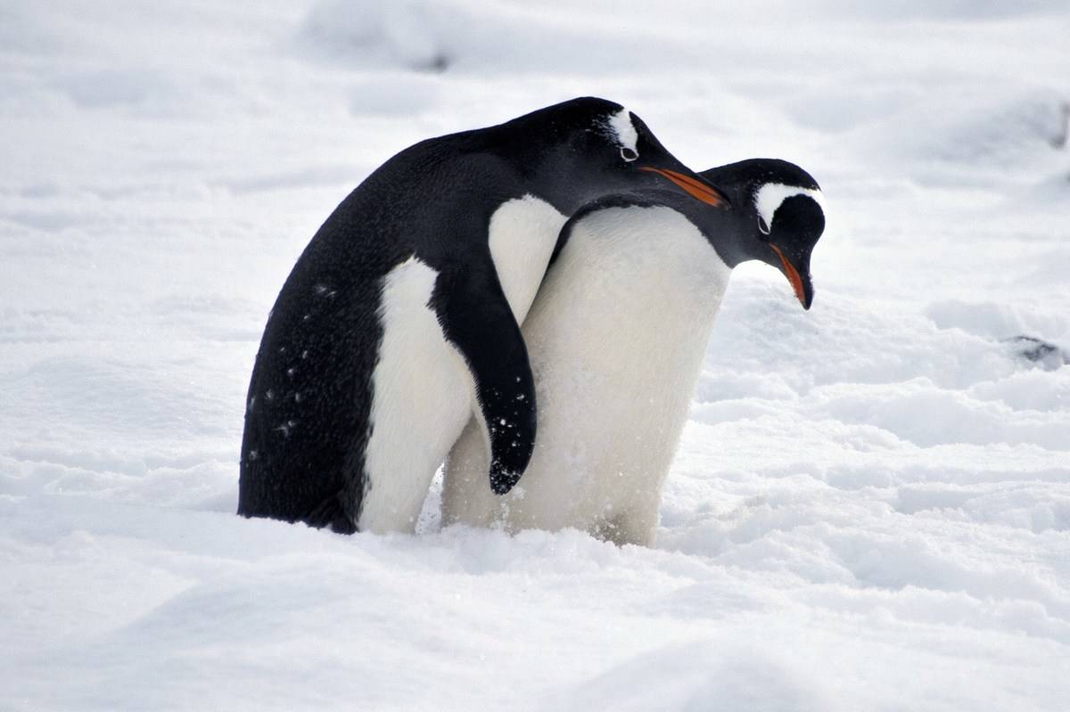 penguin mates
