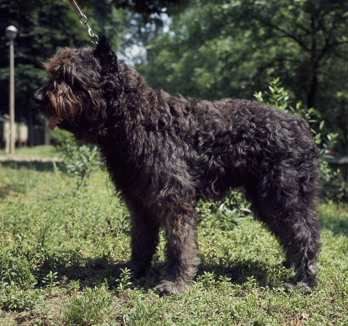 The Bouvier Des Flandres Is Strong-Willed