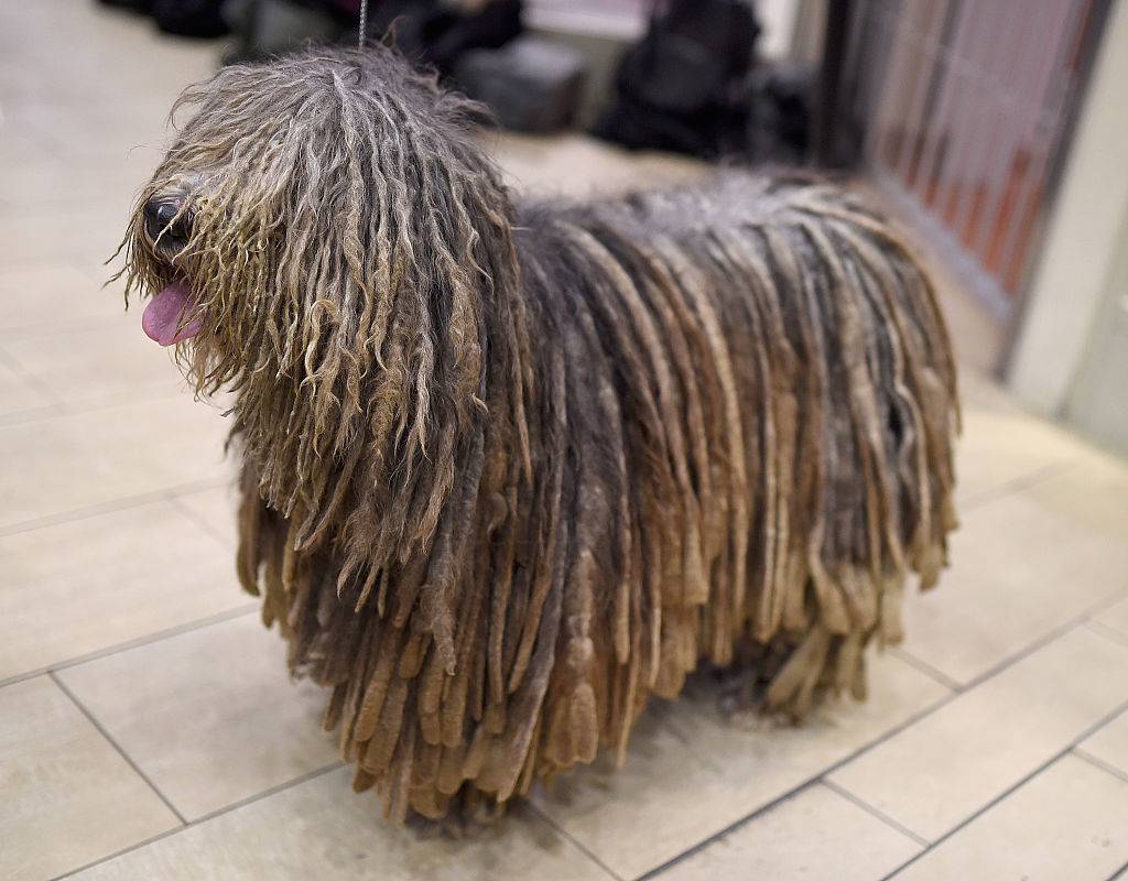 A Bergamasco stands on tile flooring.