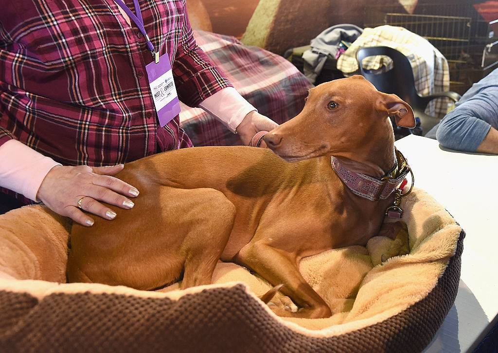 A Pharoah hound is curled up in a dog bed.