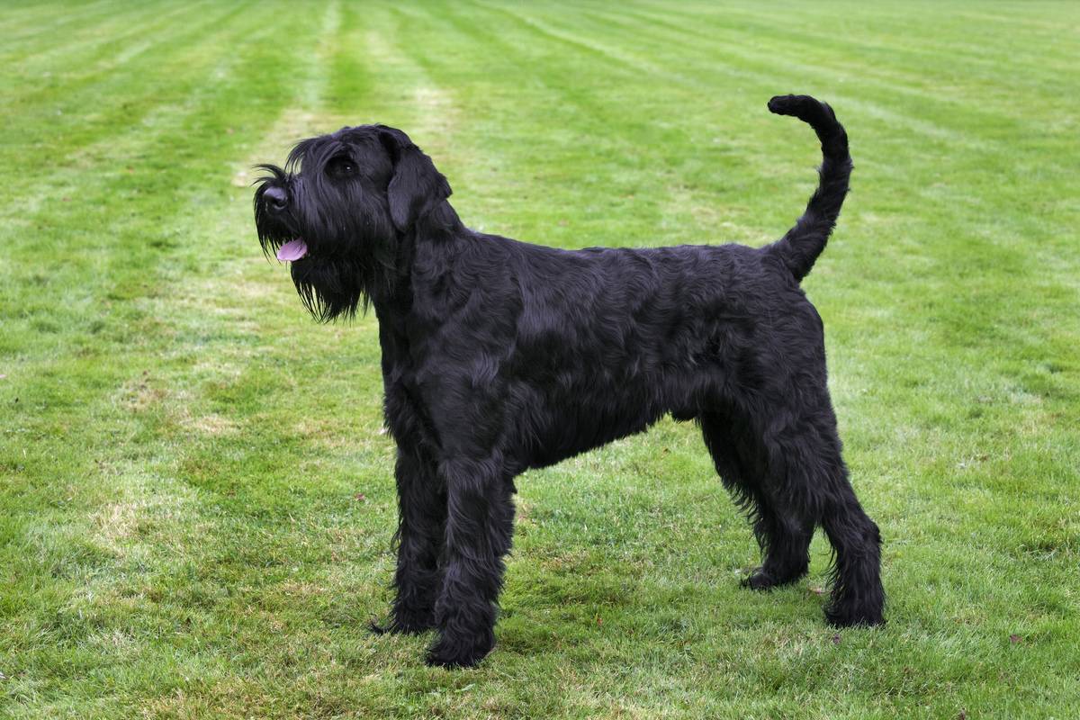 Giant Schnauzer Is Valiant And Bold