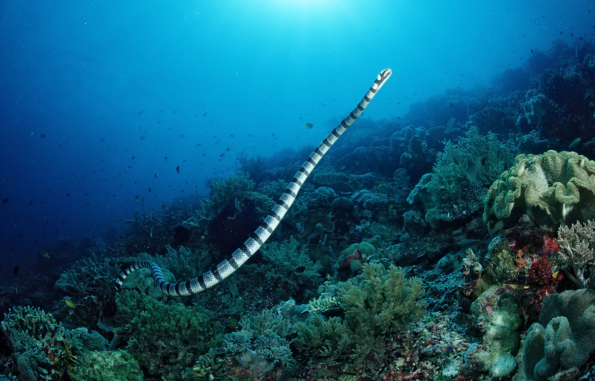 Coral Reef Sea Snake