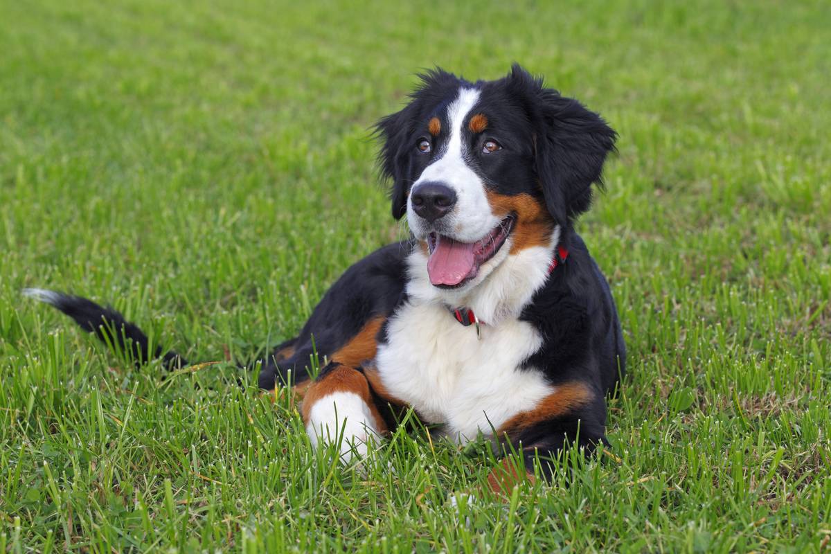 Bernese Mountain Dogs Are Imposing But Not Threatening