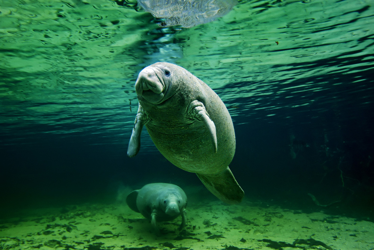 Manatee