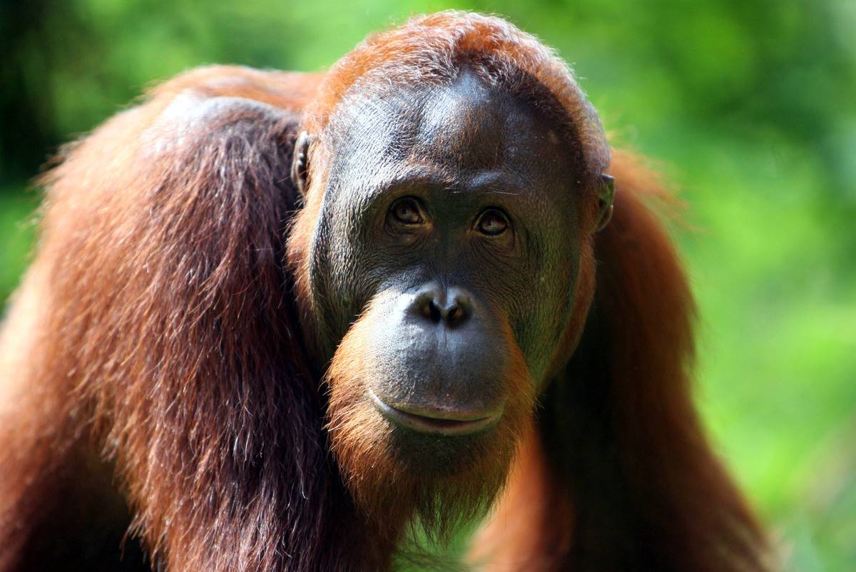 orangutan