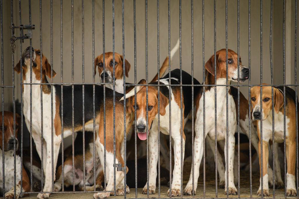 English Foxhounds are gathered in a kennel.
