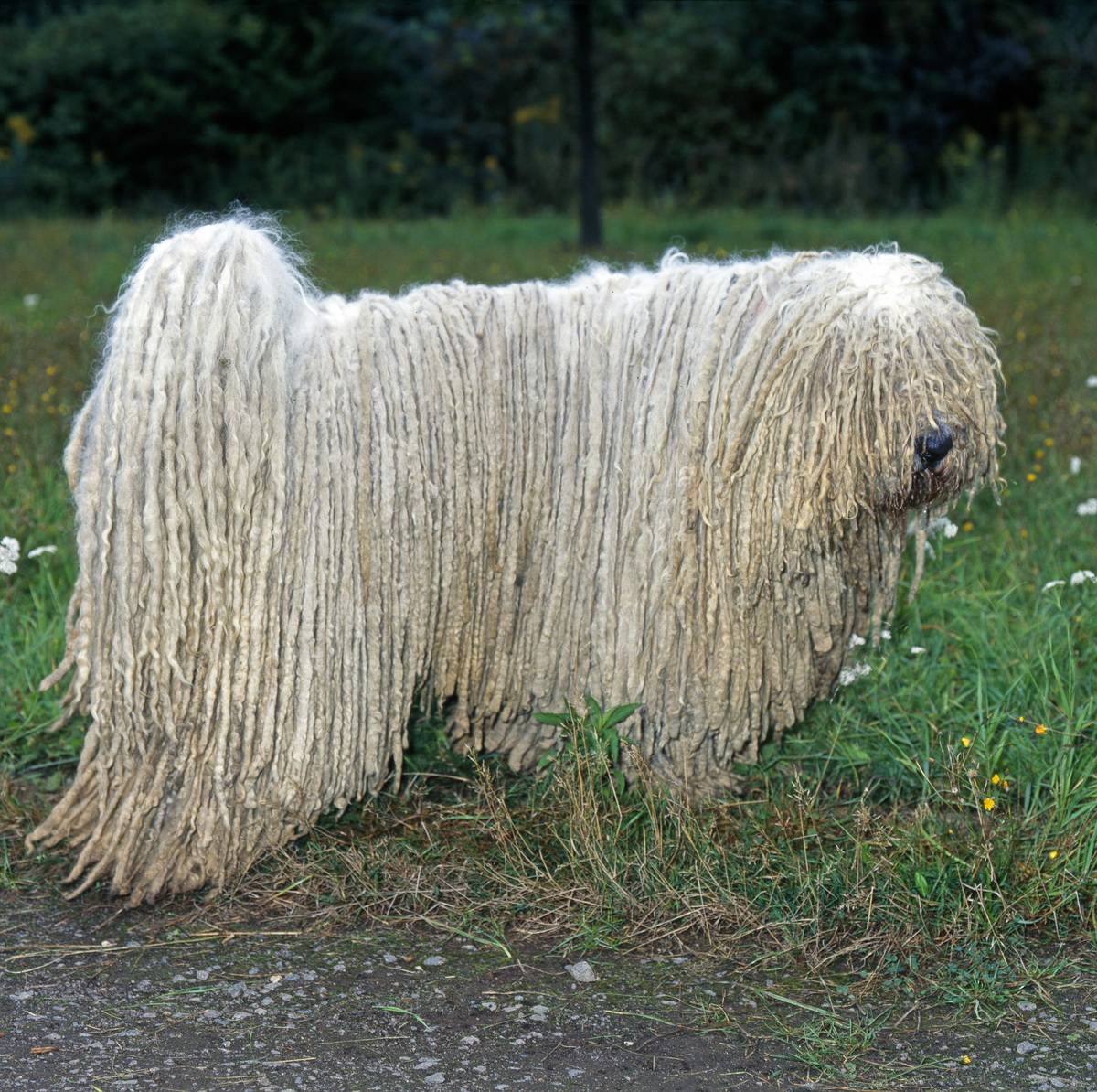 The Komondor Is A Dignified Guardian