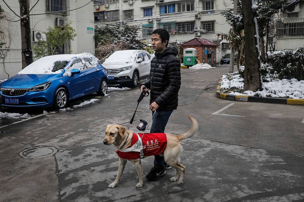 Dog in a jacket in the snow