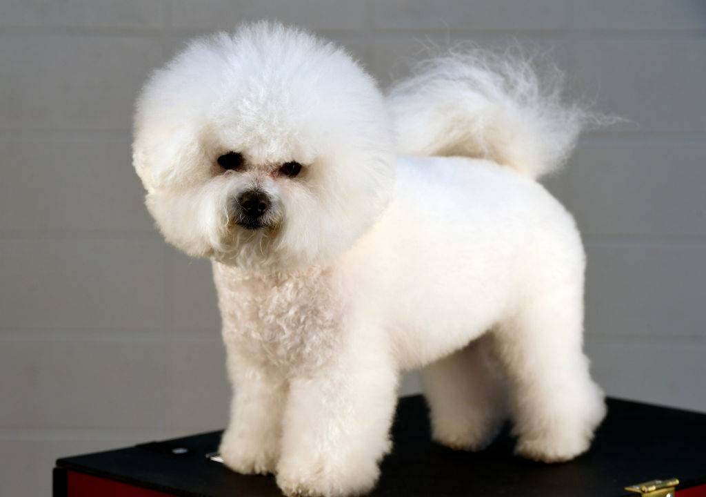 A Bichon Frise poses on a black stand.