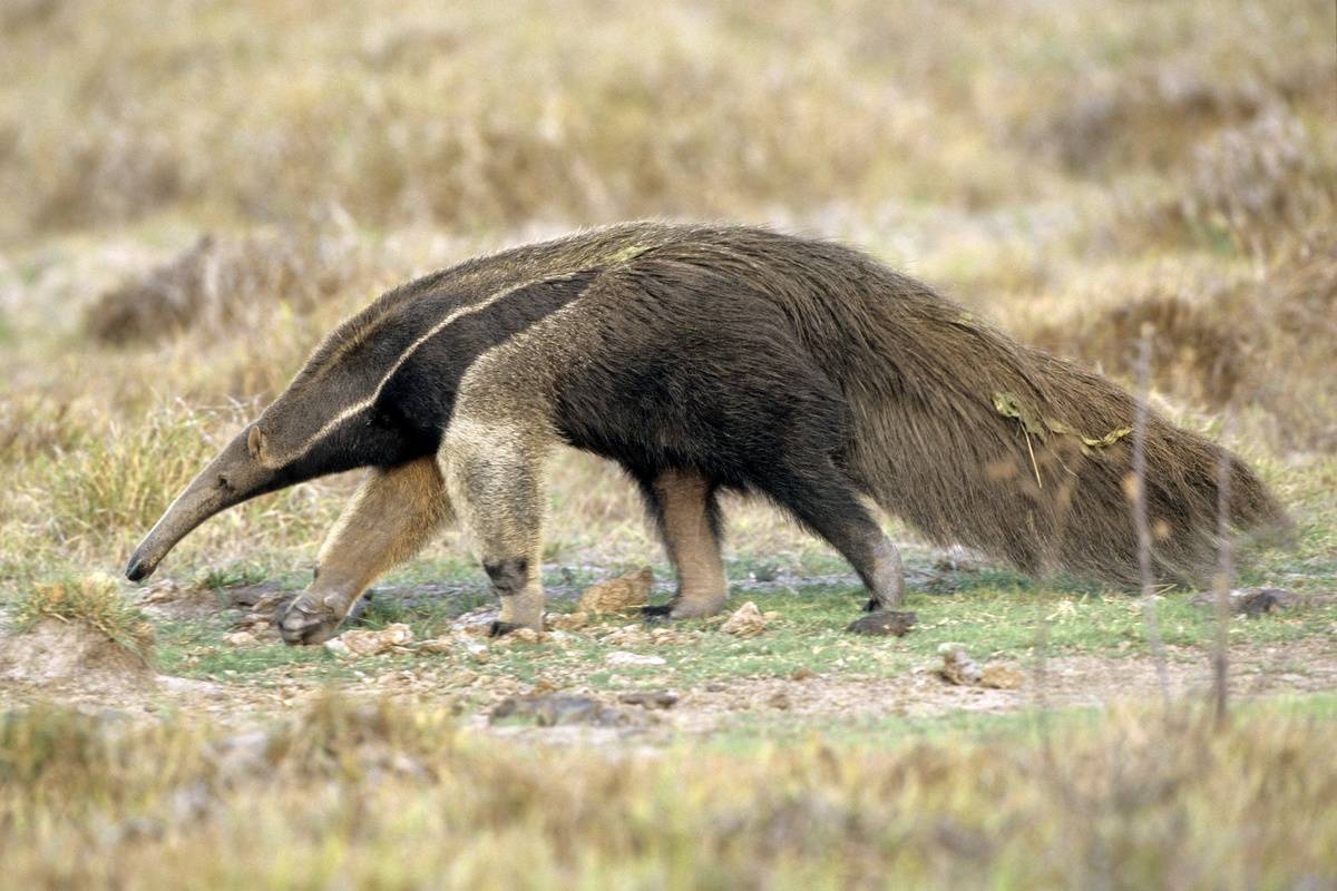 Giant anteater