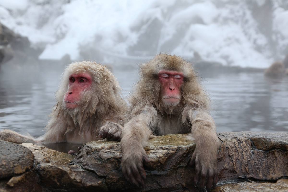 snow monkeys in japan