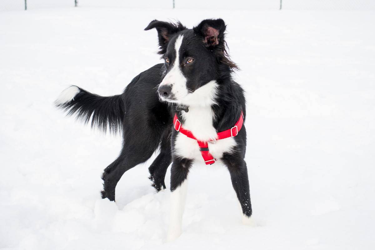 A Border Collie stands in the snow.