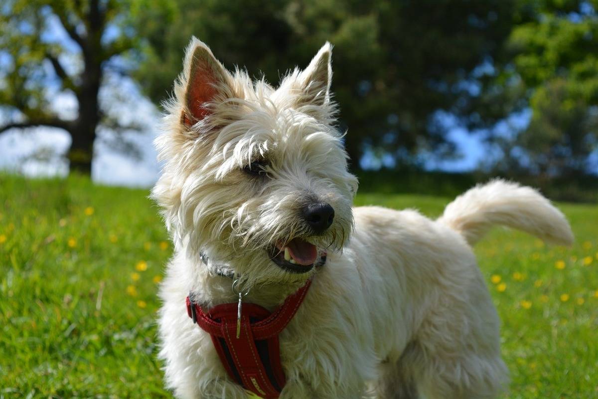 A Cairn Terrier stands in a park.