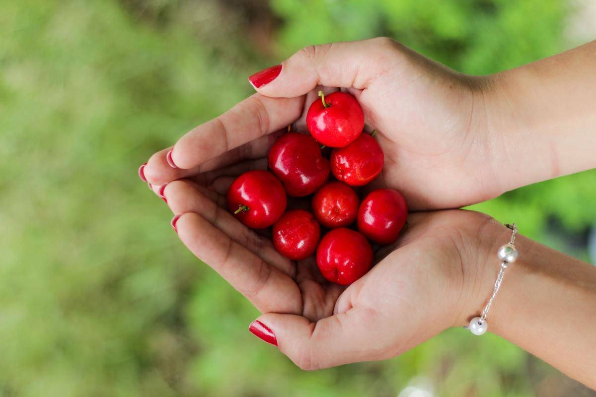 A woman holds fresh cherries.