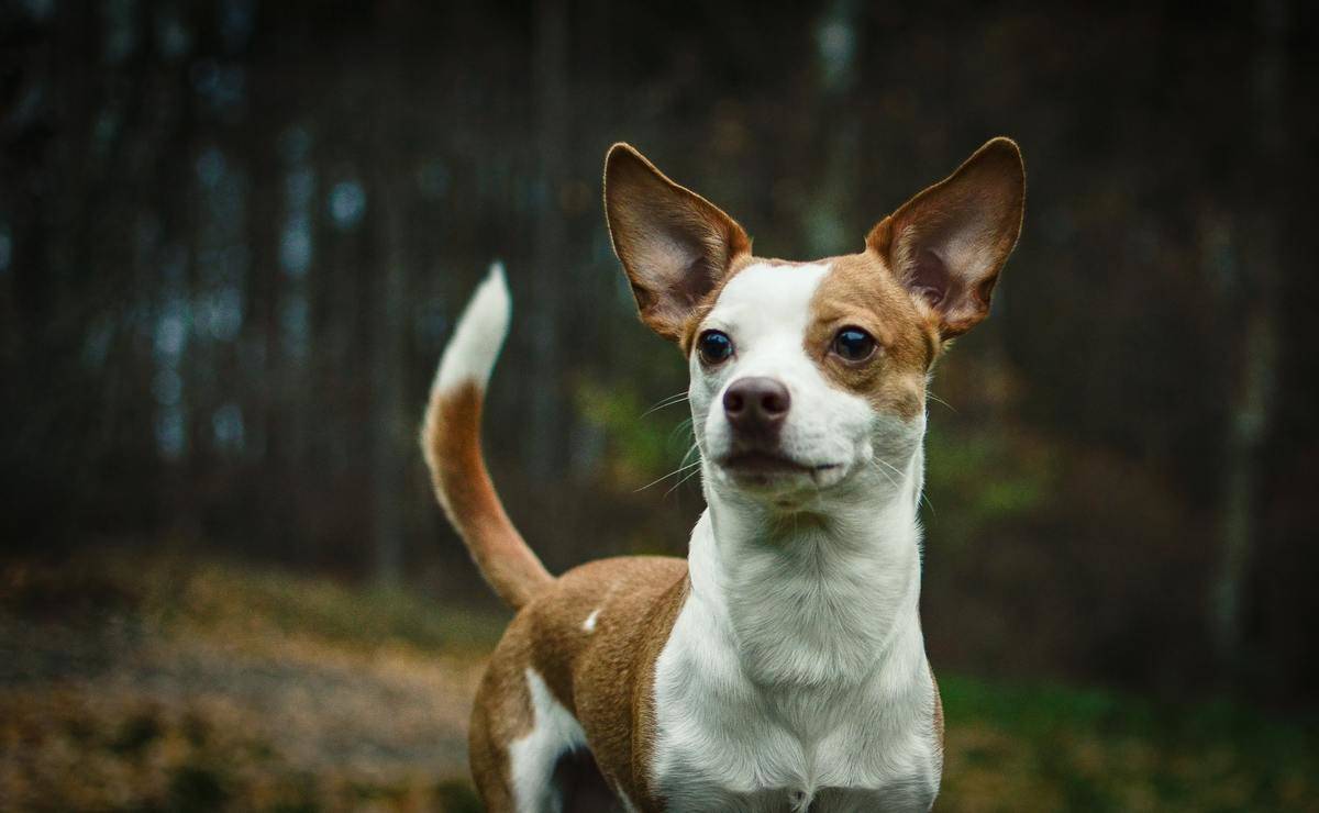 An alert Chihuahua stands in the forest.