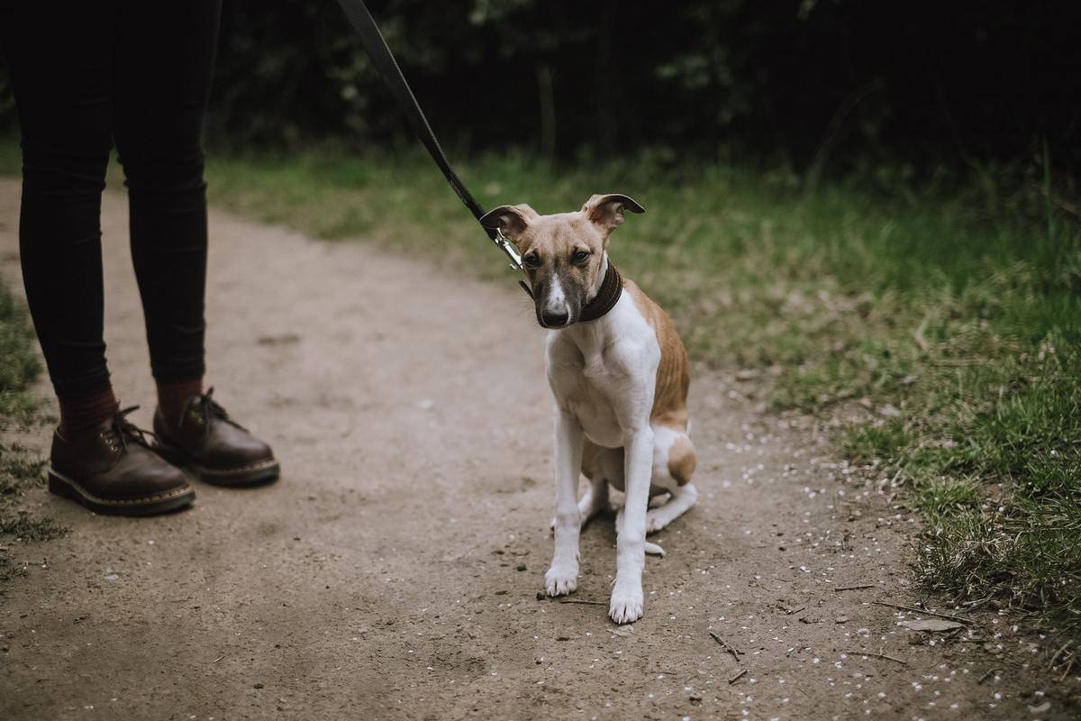 A whippet sits next to its owner on a trail.