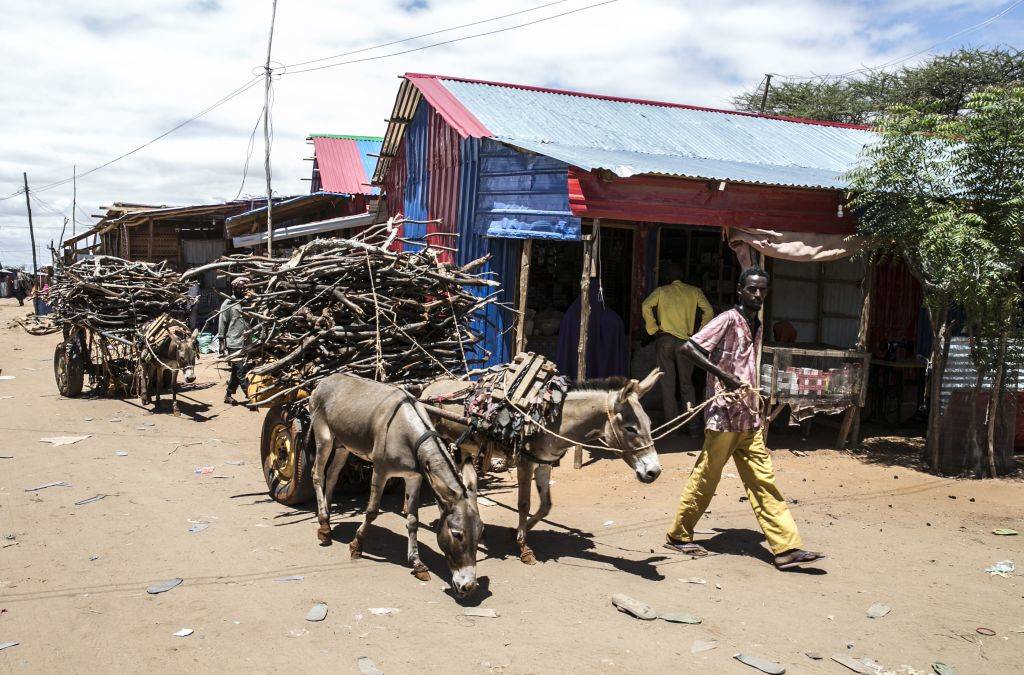 a man leading donkeys carrying sticks in mogadishu, somalia