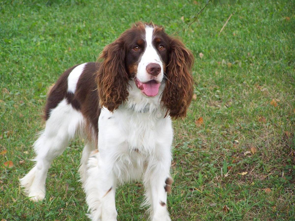 An English Springer Spaniel stands in the grass.