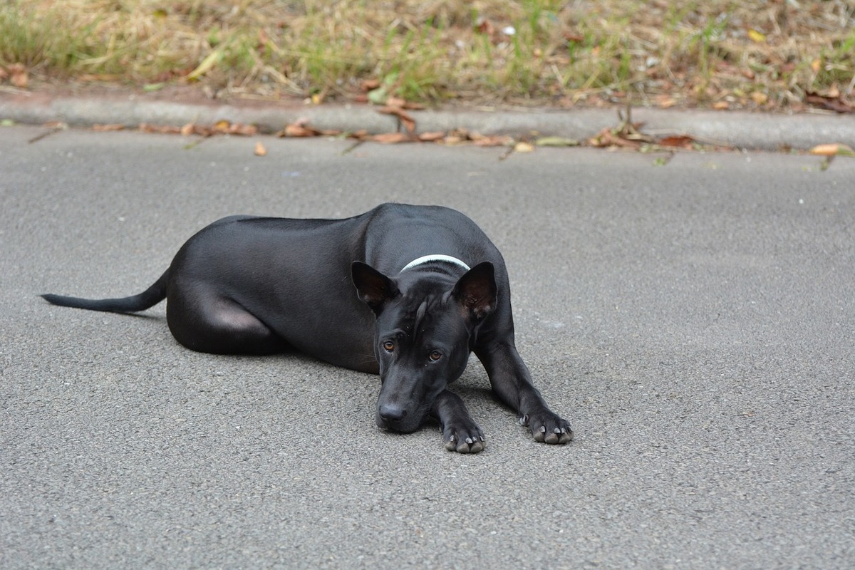 A Thai Ridgeback rests its head on its paw while lying on asphalt.