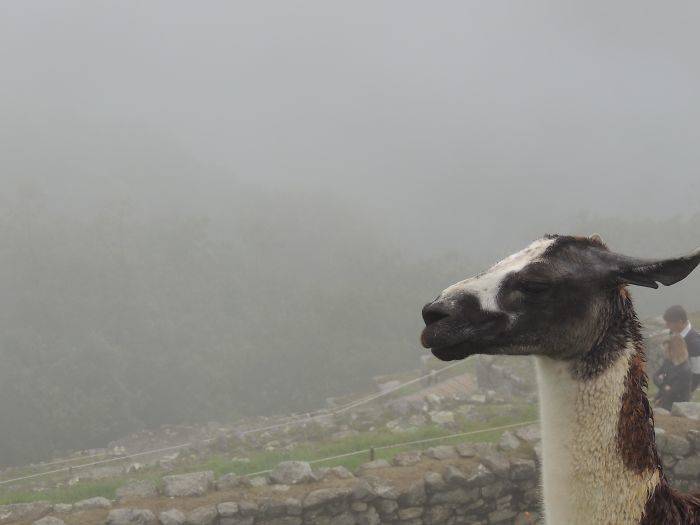 Machu 