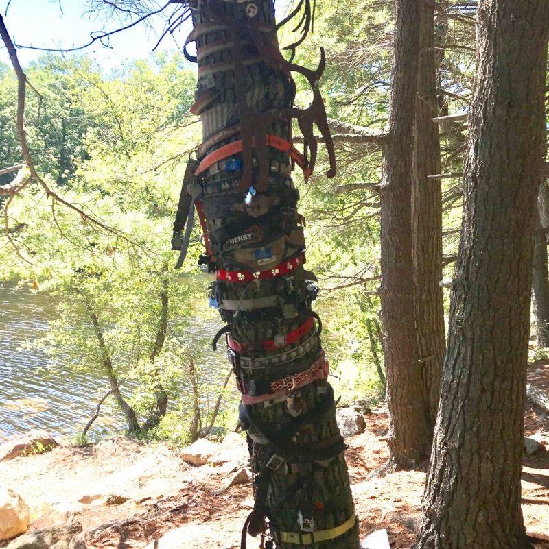 a tree with dog collars on it 