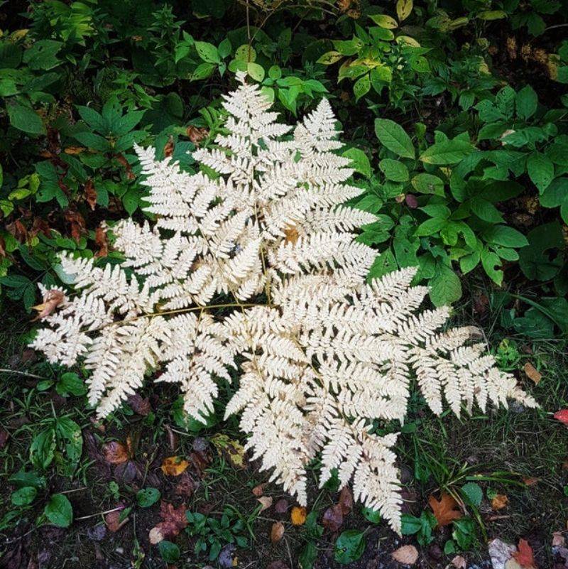 someone found a white fern in the woods 