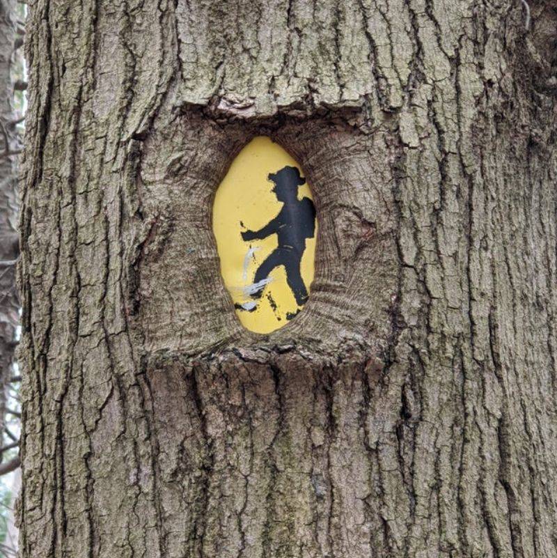 a tree took over a sign but left the walking man