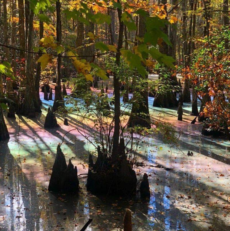 trees look like they are in rainbow water