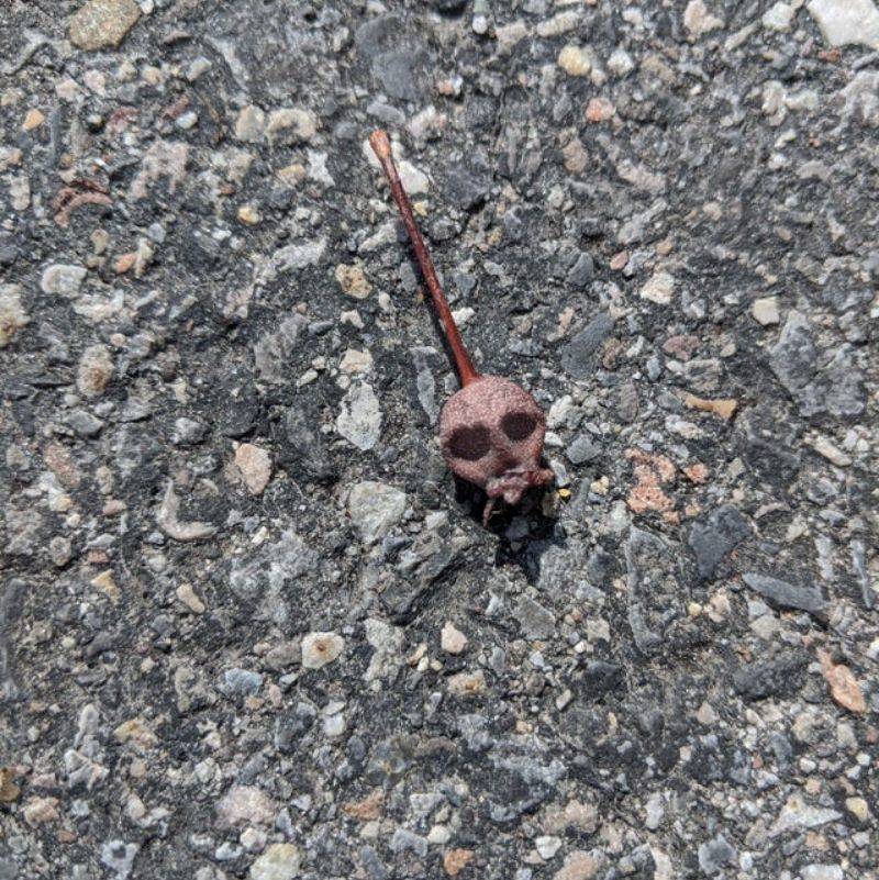 a berry that looks like a skull