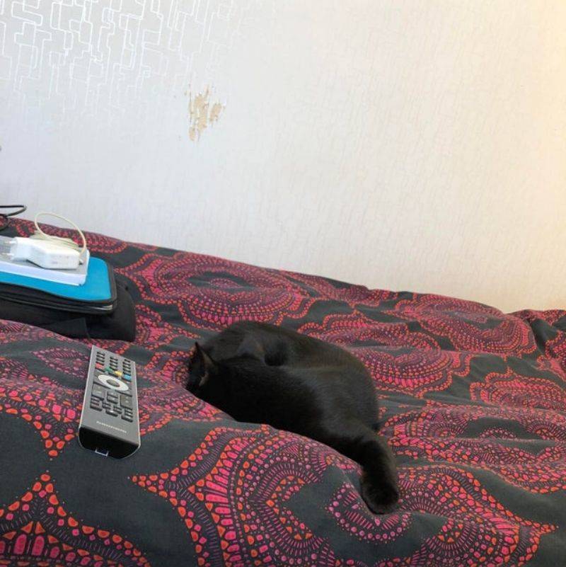 a remote next to a cat looks fake