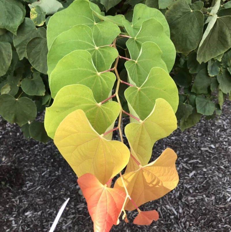 plants look perfectly gradient