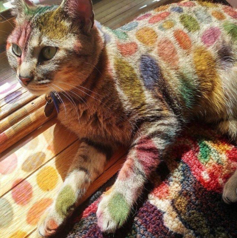a cat with rainbow polka dots on them