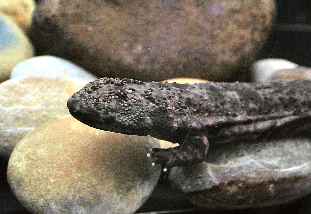 Japanese giant salamander 