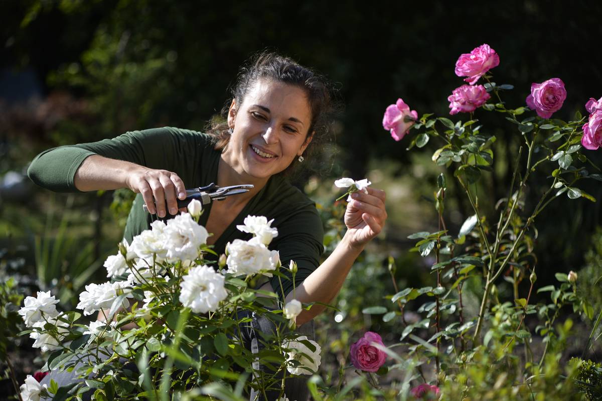 A woman prunes her rose bushes.